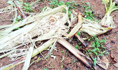 കല്ലൂപ്പാറ പഞ്ചായത്തിൽ കാട്ടുപന്നി ശല്യം രൂക്ഷം