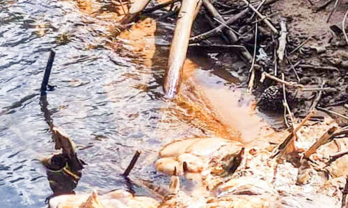 അറവുമാലിന്യം പുഴയിൽ തള്ളി; വെള്ളം മലിനമായി