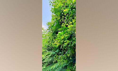 വേനൽമഴ: പരിയാരത്തെ റമ്പുട്ടാൻ കർഷകർ പ്രതീക്ഷയിൽ വേനൽമഴ: പരിയാരത്തെ റമ്പുട്ടാൻ കർഷകർ പ്രതീക്ഷയിൽ