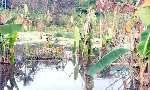 ദേശീയപാത നിർമാണം; കൃഷിഭൂമി വെള്ളത്തിനടിയിലായി ദേശീയപാത നിർമാണം; കൃഷിഭൂമി വെള്ളത്തിനടിയിലായി