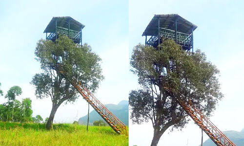 വനത്തിനുള്ളിലെ എൻജിനീയറിങ്​ വിസ്​മയം