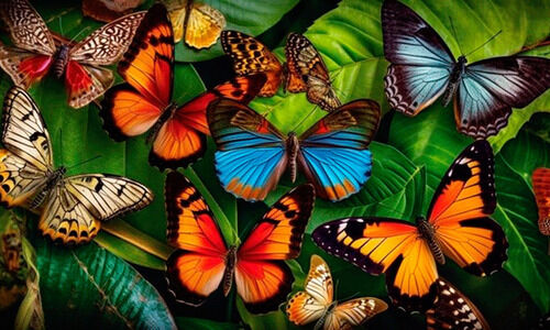 കൊച്ചു പൂമ്പാറ്റേ... കൊച്ചു  പൂമ്പാറ്റേ...