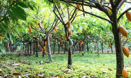 കാർഷിക വിളകളുടെ വിലയിൽ ചാഞ്ചാട്ടം; കർഷകർക്ക് തിരിച്ചടി കാർഷിക വിളകളുടെ വിലയിൽ ചാഞ്ചാട്ടം; കർഷകർക്ക് തിരിച്ചടി