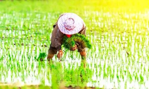 വയല്‍പ്പാട്ടുകാര്‍