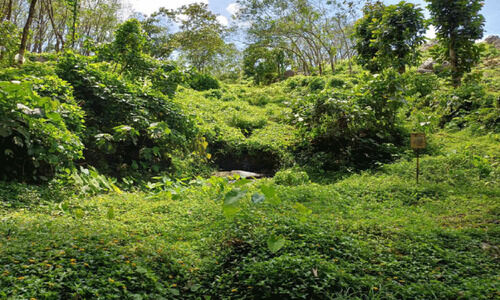 പരിപാലനമില്ല; ചോലക്കുളം നാശത്തിലേക്ക്
