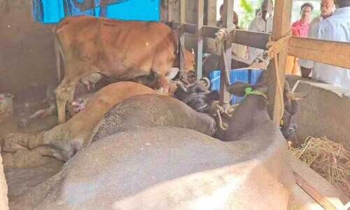 ക​റ​വി​നി​ടെ ഷോ​ക്കേ​റ്റ് പ​ശു​ക്ക​ൾ ച​ത്തു; ഗൃ​ഹ​നാ​ഥ​ൻ ര​ക്ഷ​പ്പെ​ട്ട​ത് ത​ല​നാ​രി​ഴ​ക്ക്