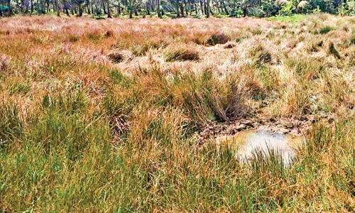 സ്ഥലം ലഭിച്ചിട്ട് മൂന്ന് വർഷം; വാടക കെട്ടിടത്തിൽനിന്ന് മോചനമില്ലാതെ പഴഞ്ഞി അംഗൻവാടി സ്ഥലം ലഭിച്ചിട്ട് മൂന്ന് വർഷം; വാടക കെട്ടിടത്തിൽനിന്ന് മോചനമില്ലാതെ പഴഞ്ഞി അംഗൻവാടി