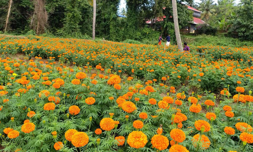 ഓണക്കാഴ്‌ച ഒരുക്കി വയലോരത്ത് പൂവസന്തം