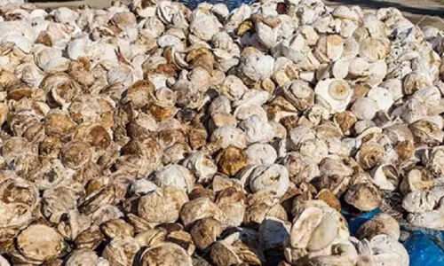 കമ്പനികൾ ഒത്തുകളിച്ചു; ഒട്ടുപാൽ വില കുത്തനെ ഇടിഞ്ഞു