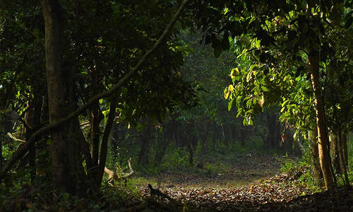 കാട്ടാനകളെ തുരത്താൻ ഓപറേഷൻ ഗജമുക്തി ഇന്നുമുതൽ കാട്ടാനകളെ തുരത്താൻ ഓപറേഷൻ ഗജമുക്തി ഇന്നുമുതൽ