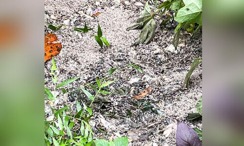 മാരങ്കുളം-നിർമലപുരം റോഡിൽ മാലിന്യം തള്ളൽ രൂക്ഷം