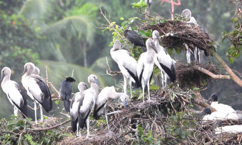 മൺസൂൺ ശക്തമായതോടെ കൊറ്റില്ലങ്ങൾ സജീവം