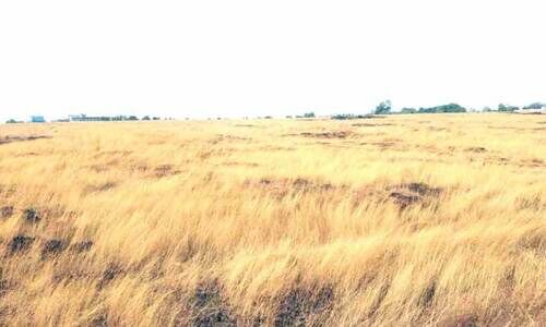 ഡൈമേറിയ പുൽമേടുകളുടെ സ്വർണവർണം പുതച്ച് മാടായിപ്പാറ