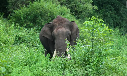 ആറളം ഫാം സ്കൂളിന് സമീപം കാട്ടാന; സുരക്ഷയൊരുക്കി വനപാലകർ ആറളം ഫാം സ്കൂളിന് സമീപം കാട്ടാന; സുരക്ഷയൊരുക്കി വനപാലകർ