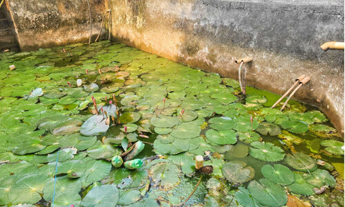മ​ലി​ന ജ​ല​ത്തി​ൽ​നി​ന്ന്​ ക​ര​ക​യ​റാ​നാ​കാ​തെ മ​ണ്ണ​ഞ്ചേ​രി​ക്കാ​ർ