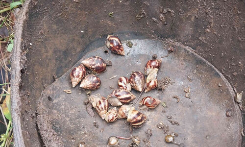 ആഫ്രിക്കന്‍ ഒച്ചിന്റെ സാന്നിധ്യം ചെറുപുഴ ടൗണിലും