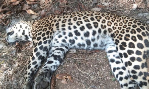 ഇ​രു​മ്പു​പാ​ല​ത്തി​നു സ​മീ​പം പു​ള്ളി​പ്പു​ലി​യു​ടെ ജ​ഡം