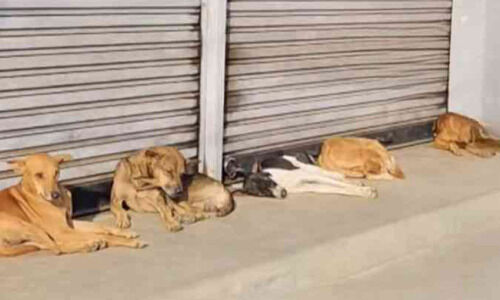 തെരുവ് നായ ശല്യം; കടകൾ തുറക്കാനാകാതെ വ്യാപാരികൾ