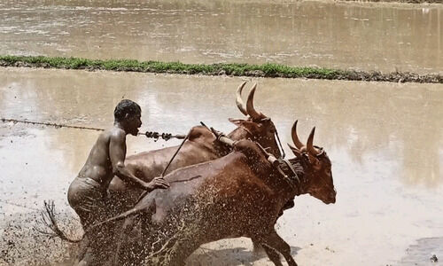മായാതെ ഗ്രാമങ്ങളിലെ കന്നുപൂട്ട് കാഴ്ച മായാതെ ഗ്രാമങ്ങളിലെ കന്നുപൂട്ട് കാഴ്ച