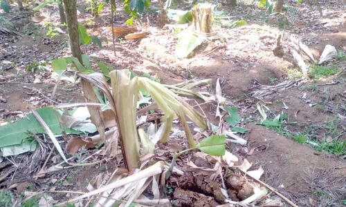 കാ​ട്ടു​കൊ​മ്പ​ൻ വീ​ണ്ടും കാ​ട്ടി​ക്കു​ള​ത്ത്