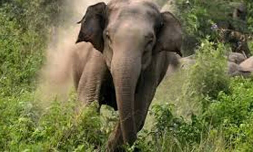 ഒരു മാസത്തിനിടെ ജില്ലയില്‍ കാട്ടാന ആക്രമണത്തില്‍  കൊല്ലപ്പെട്ടത് മൂന്നുപേര്‍