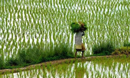 ഈ​ വ​ർ​ഷം പു​ഞ്ച​കൃ​ഷി കൊ​യ്ത്ത് ഒ​ന്നി​ച്ച്​ എ​ത്തി​യേ​ക്കും; സം​വി​ധാ​ന​മൊ​രു​ക്കാ​തെ സ​ർ​ക്കാ​ർ