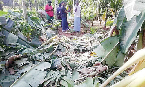 ക​രു​ളാ​യി തെ​ക്കേമു​ണ്ട​യി​ൽ   വ്യാ​പ​ക​ നാ​ശം വി​ത​ച്ച് കാ​ട്ടാ​ന​ക്കൂ​ട്ടം