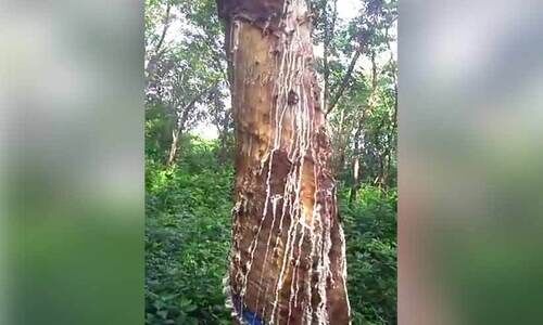 ആറളം ഫാം; കാട്ടാനകൾ റബർ പ്ലാന്റേഷനിൽ നാശം വിതക്കുന്നു ആറളം ഫാം; കാട്ടാനകൾ റബർ പ്ലാന്റേഷനിൽ നാശം വിതക്കുന്നു