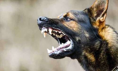 വാഴപ്പള്ളിയിൽ എട്ടുപേരെ കടിച്ച തെരുവുനായ്​ക്ക്​ പേവിഷബാധ