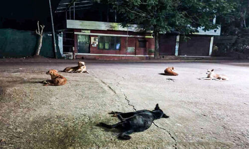 വടശ്ശേരിക്കോണത്ത് തെരുവുനായ് ശല്യം വർധിക്കുന്നു