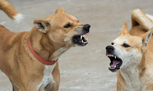 തെരുവുനായ് പ്രശ്നം; പരിഹാര നടപടികൾ ഉടൻ -താനാളൂർ പഞ്ചായത്ത് പ്രസിഡന്റ്