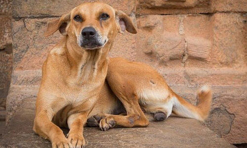 ആ​കെ ഒ​രു എ.​ബി.​സി മാ​ത്രം; മൂ​ന്നു വ​ർ​ഷ​ത്തി​നി​ടെ വ​ന്ധ്യം​ക​രി​ച്ച​ത് 11,000 തെ​രു​വു​നാ​യ്ക്ക​ളെ