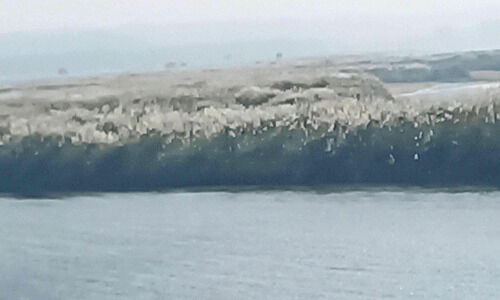 ആറ്റുവഞ്ഞി പൂത്തുലഞ്ഞു; നിള നരച്ചു ആറ്റുവഞ്ഞി പൂത്തുലഞ്ഞു; നിള നരച്ചു