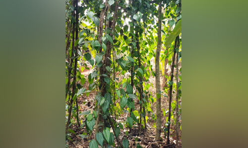 വെ​റ്റി​ല​ക്കൃ​ഷി അ​ന്യ​മാ​വു​ന്നു