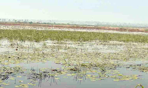 തുറവൂരിലെ ഏക്കർകണക്കിന് കരിനിലങ്ങളിൽ മത്സ്യകൃഷി മാത്രം
