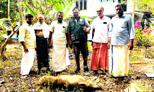 ഒ​ഴൂ​രി​ലും താ​നാ​ളൂ​രി​ലും മാ​റ്റ​മി​ല്ലാ​തെ പ​ന്നി​ശ​ല്യം