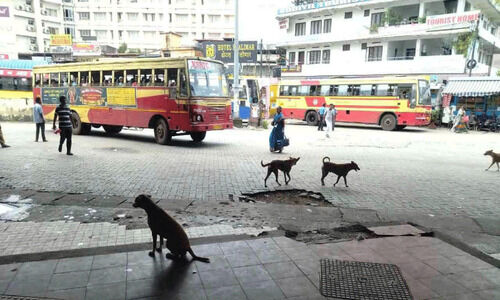 ത​മ്പാ​നൂ​ര്‍ റെയില്‍വേ സ്റ്റേഷനും ബസ് സ്റ്റാന്‍ഡ് പരിസരവും തെരുവുനായ്ക്കളുടെ ഇടത്താവളം