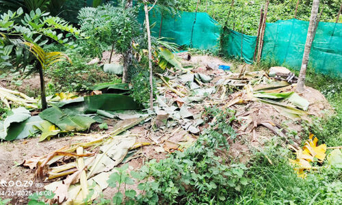 കാട്ടാനക്കൂട്ടം കാടിറങ്ങി; വൻ കൃഷി നാശം കാട്ടാനക്കൂട്ടം കാടിറങ്ങി; വൻ കൃഷി നാശം