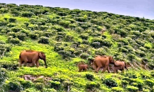 കാടിറങ്ങി ആനയും പുലിയും, ഭീതിയോടെ മലയോര വാസികൾ കാടിറങ്ങി ആനയും പുലിയും, ഭീതിയോടെ മലയോര വാസികൾ