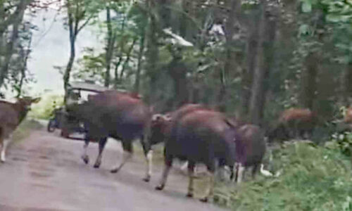 ജനവാസകേന്ദ്രത്തിൽ ഭീതി പരത്തി വീണ്ടും കാട്ടുപോത്തുകൾ ജനവാസകേന്ദ്രത്തിൽ ഭീതി പരത്തി വീണ്ടും കാട്ടുപോത്തുകൾ
