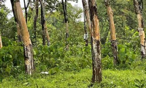 കാട്ടാന ആക്രമണം; മൂത്തേടം പെരുംകൊല്ലംപാറയില് കര്ഷകര് ദുരിതത്തില് കാട്ടാന ആക്രമണം; മൂത്തേടം പെരുംകൊല്ലംപാറയില് കര്ഷകര് ദുരിതത്തില്