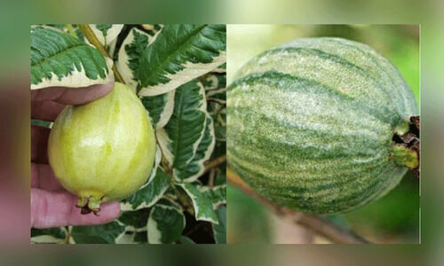 പലവർണ പേരക്ക