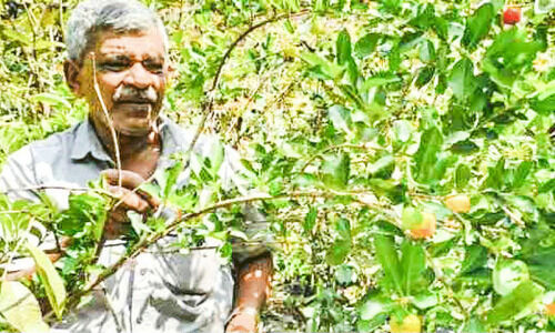 പഴവർഗ സമൃദ്ധിയിൽ റാഫിയുടെ വീട്