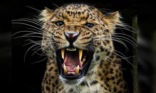 പുലി ഭീതിയിൽ കല്ലൂർ എസ്റ്റേറ്റ് ഡിവിഷൻ പുലി ഭീതിയിൽ കല്ലൂർ എസ്റ്റേറ്റ് ഡിവിഷൻ