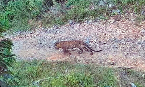 വാളത്തൂർ ആനടിക്കാപ്പിൽ വീണ്ടും പുലിയിറങ്ങി വാളത്തൂർ ആനടിക്കാപ്പിൽ വീണ്ടും പുലിയിറങ്ങി