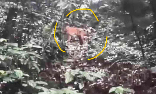 ക​ക്ക​യം ഡാം ​സൈ​റ്റ് റോ​ഡരികിൽ ക​ടു​വ​യെ ക​ണ്ടു