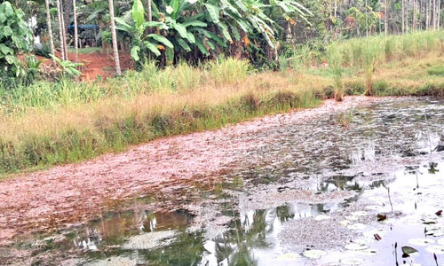 അശാസ്ത്രീയ തോട് നിർമാണം: നെൽകൃഷി നിലച്ചു