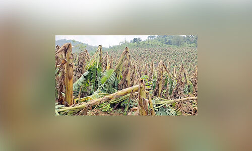 വേനൽ മഴയിലും കാറ്റിലും കരുവാരകുണ്ടിൽ ലക്ഷങ്ങളുടെ കൃഷിനാശം വേനൽ മഴയിലും കാറ്റിലും കരുവാരകുണ്ടിൽ ലക്ഷങ്ങളുടെ കൃഷിനാശം