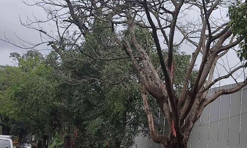 അ​പ​ക​ട​ത്തി​ലേക്ക് ചാഞ്ഞ് മ​ര​ങ്ങ​ൾ; പ​രി​ഹാ​ര​ത്തി​ന് ഇ​നി​യെ​ത്ര കാ​ക്ക​ണം?