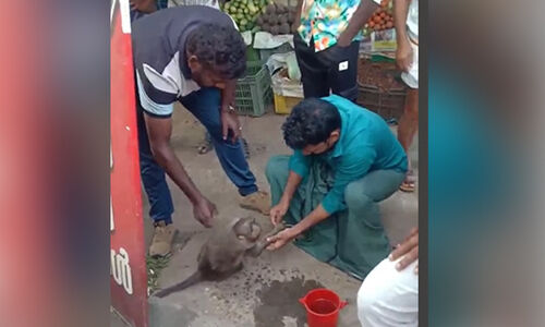 ഷോക്കേറ്റ് വീണ കുരങ്ങന് രക്ഷകരായി നാട്ടുകാർ -വിഡിയോ